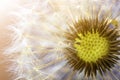 Dandelion flower seed closeup with blurred background Royalty Free Stock Photo