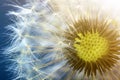 Dandelion flower seed closeup with blurred background Royalty Free Stock Photo