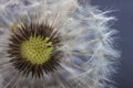 Dandelion flower seed closeup blurred background Royalty Free Stock Photo