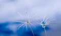 Dandelion flower seed with dew drops close up Royalty Free Stock Photo