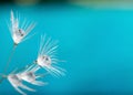 Dandelion flower seed with dew drops close up