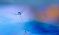 Dandelion flower seed with dew drops close up