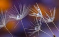 Dandelion flower seed with dew drops close up