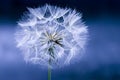 Dandelion flower seed head Royalty Free Stock Photo