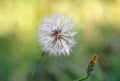 Dandelion Flower Seed Head Blowball Royalty Free Stock Photo