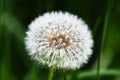 Dandelion flower seed head on dark background Royalty Free Stock Photo