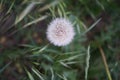 Dandelion flower seedhead. Berlin, Germany