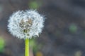 Dandelion flower with seeds ball close up Royalty Free Stock Photo