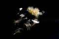 Dandelion flower with seeds ball close up in black background Royalty Free Stock Photo