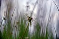 Dandelion flower with seeds ball close up Royalty Free Stock Photo