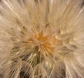 Dandelion flower with seeds ball close up. Brown background. foursquare view Royalty Free Stock Photo