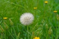 Dandelion flower with seeds ball close up in green background ho Royalty Free Stock Photo