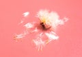 Dandelion flower with seeds ball close up in rose colored background Royalty Free Stock Photo