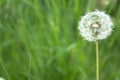 Dandelion flower with seeds ball on grass background close up view Royalty Free Stock Photo