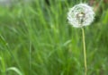 Dandelion flower with seeds ball on grass background close up view Royalty Free Stock Photo