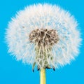 Dandelion flower seeds blowball Royalty Free Stock Photo