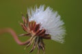 Dandelion flower with seeds on a blurred background