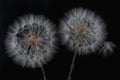 Dandelion flower and seeds close-up on a black background Royalty Free Stock Photo