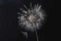 Dandelion flower and seeds close-up on a black background Royalty Free Stock Photo