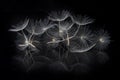 Dandelion flower and seeds close-up on a black background Royalty Free Stock Photo