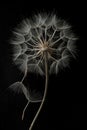 Dandelion flower and seeds close-up on a black background Royalty Free Stock Photo