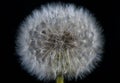 Dandelion flower seeds close up macro Royalty Free Stock Photo