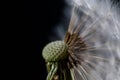 Dandelion flower seeds close up macro Royalty Free Stock Photo