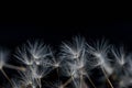 Dandelion flower seeds close up macro Royalty Free Stock Photo