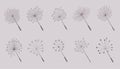 Dandelion flower seeds collection of ten