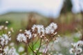 Dandelion flower seeds disperse in summer