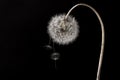 Dandelion flower with dandelion seeds falling down on black background Royalty Free Stock Photo