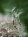 dandelion flower seeds flying in the wind Royalty Free Stock Photo