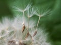 dandelion flower seeds flying in the wind Royalty Free Stock Photo