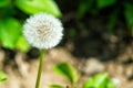 Dandelion flower with seeds on natural background Royalty Free Stock Photo