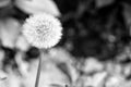 Dandelion flower with seeds on natural background Royalty Free Stock Photo