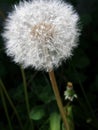 Dandelion flower with seeds Royalty Free Stock Photo