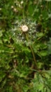 Dandelion flower with seeds waiting to be blown in the springtime wind Royalty Free Stock Photo