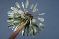 Dandelion flower seeds water covered dew rain Royalty Free Stock Photo