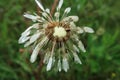 Dandelion flower seeds water covered dew rain Royalty Free Stock Photo