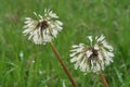 Dandelion flower seeds water covered dew rain Royalty Free Stock Photo