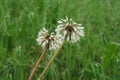 Dandelion flower seeds water covered dew rain Royalty Free Stock Photo