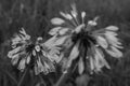 Dandelion flower seeds water covered dew rain Royalty Free Stock Photo