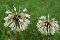 Dandelion flower seeds water covered dew rain Royalty Free Stock Photo