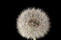 Dandelion flower with dandelion seeds with water drops on black background. close up Royalty Free Stock Photo