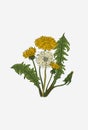 Dandelion flower set. Dandelion life cycle. Dandelion plant for medicine and cookery