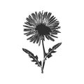 Dandelion Flower Silhouette Illustration. Nature'S Simplicity And Elegance Isolated Vector Illustration Royalty Free Stock Photo