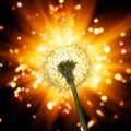 Dandelion flower silhouette on shiny firework background