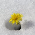 Dandelion flower in the snow Royalty Free Stock Photo