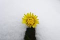 Dandelion flower among snow Royalty Free Stock Photo