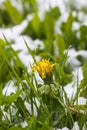 Dandelion flower in snow. Nature details after the unexpected snowfall